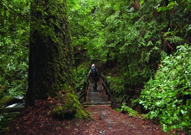 Today Big Basin Redwoods State Park encompasses 18,000 acres of redwood forest and related ecosystems. Photo by Scott Peden.