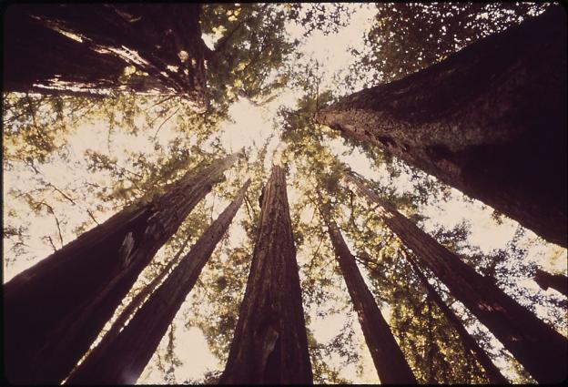 The Big Basin effect.  Photo by National Archives & Records Administration.