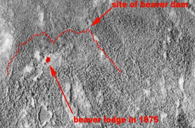 A satellite photo of the world’s largest beaver dam, in northern Alberta’s Wood Buffalo National Park. More than half a mile long and almost 250 feet wide, it is considerably larger than the Hoover Dam.
