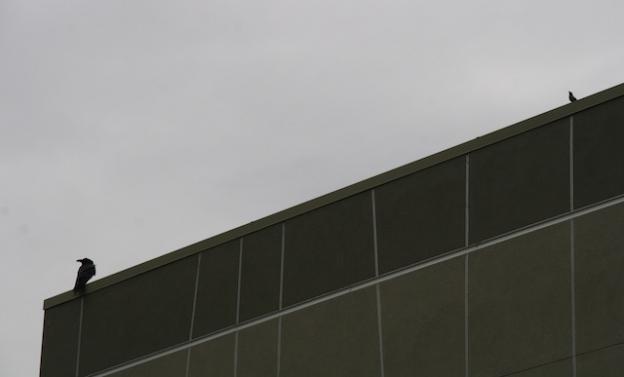 An American crow and brewer's blackbird perched on the school.
