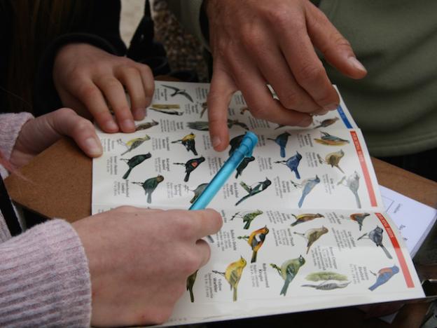 Identifying birds with the help of Feldstein and field guides.