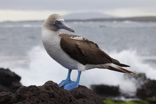 A blue-footed booby photographed in the Galapagos Islands by Nicolas de Camaret (Creative Commons license).