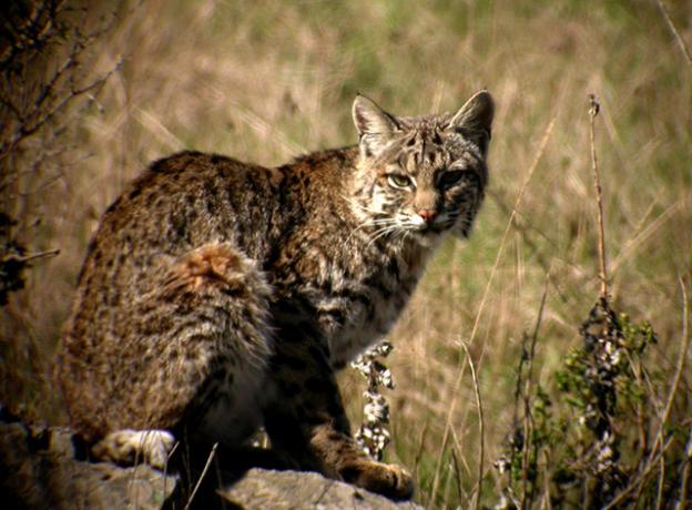 A bobcat stares at a photographer in Golden Gate National Recreation Area. Photo by Len Blumin/Creative Commons.