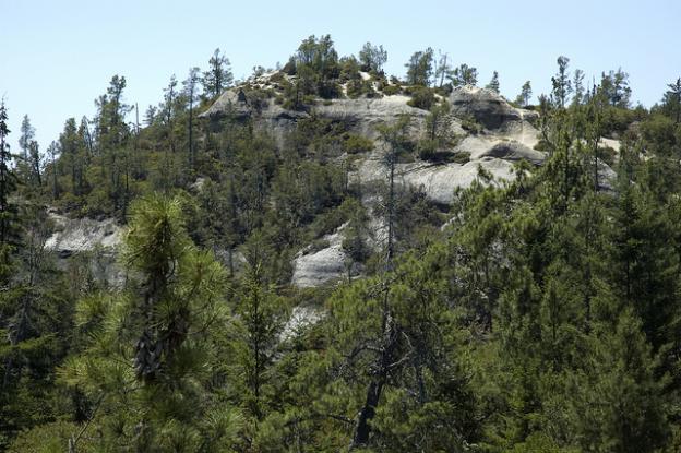 Bonny Doon Ecological Reserve, home to rare Santa Cruz Sandhills habitat. Dylan Neubauer photo.