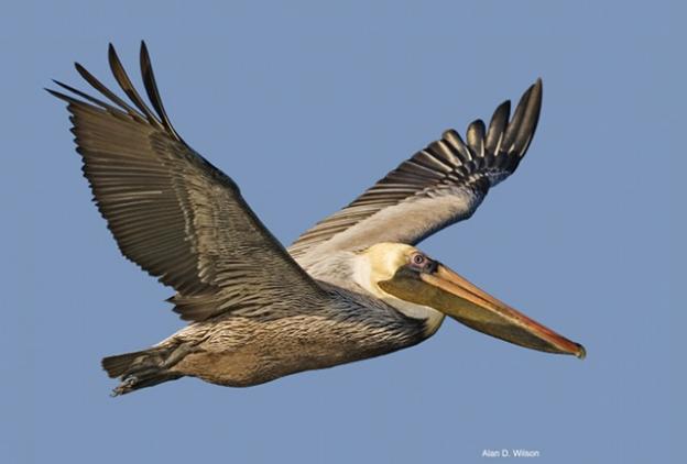 brown pelican