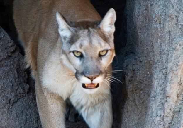 An estimated 60 mountain lions die on California highways each year. Photo by cm0riss0n/Creative Commons.