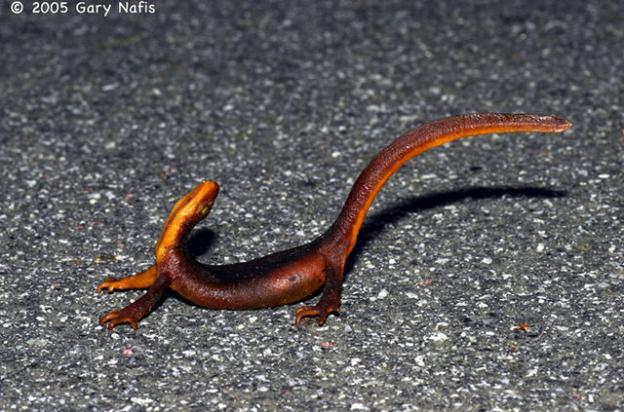 Easy, tiger! A California newt in a defensive posture. Photo by Gary Nafis.