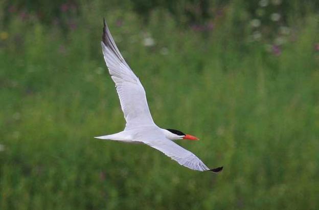 Caspian terns, a global species, are pretty darned elegant, too. Photo by Tim Lenz