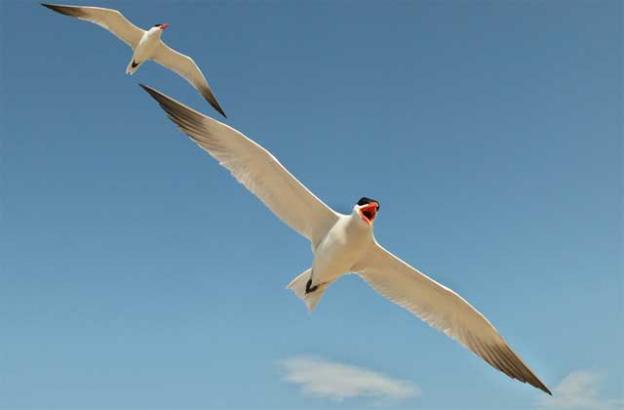 Caspian terns, as large as a large gull, squawk loudly while in flight. Photo by Dmitry Mikhirev.