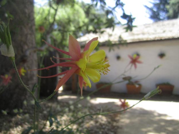 Former resident Elizabeth Potter's late 1960s California garden, designed by Thomas Church, has been restored.