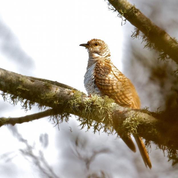 The common cuckoo that visited Watsonville. Photo by Efren Adalem.