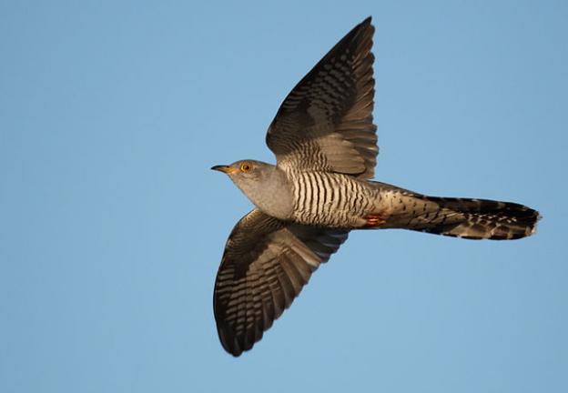 The common cuckoo. Photo by vogelartinfo/Creative Commons