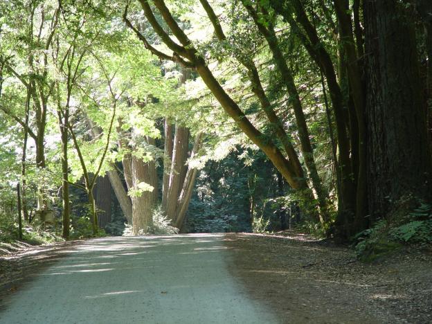 Fire road at Nisene Marks State Park. Photo courtesy Friends of Santa Cruz State Parks.