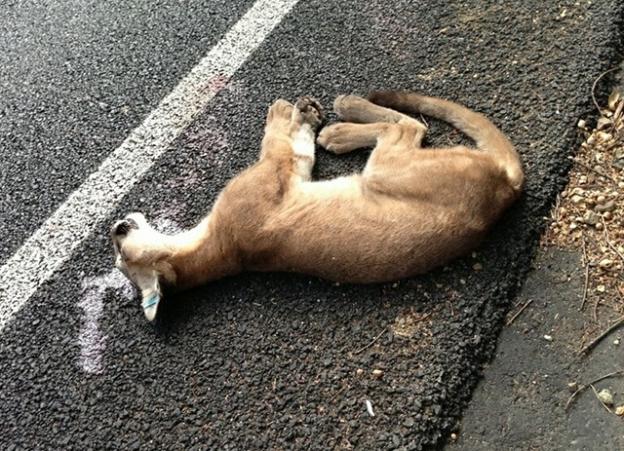 A young mountain lion killed on Hwy 17 near Redwood Estates on Aug. 28. Puma Project photo.