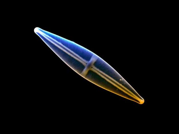 Colored image of a diatom seen through an electron microscope. Photo by ZEISS Microscopy.