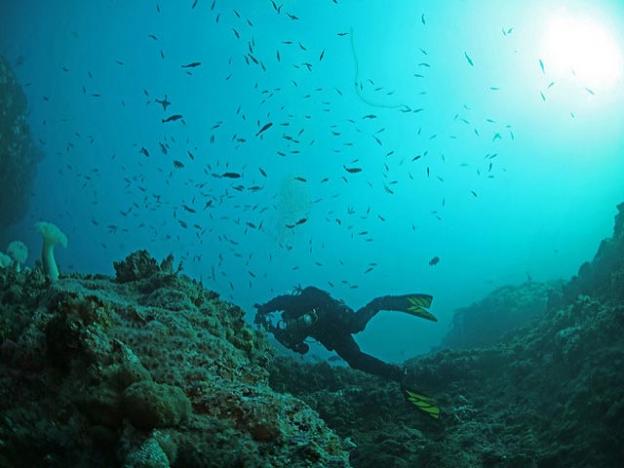 A diver swims below a school of rockfish. Oregon Department of Fish and Wildlife photo.