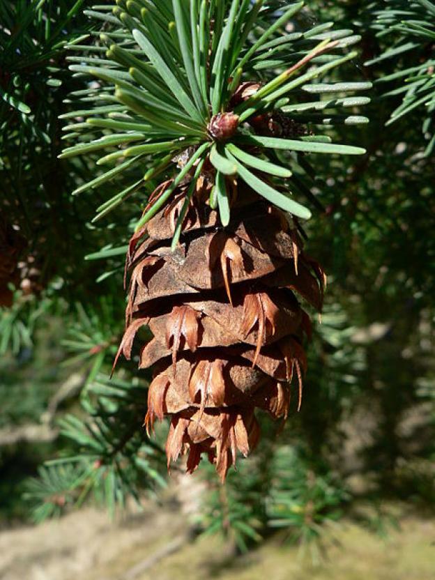 A Douglas fir cone with the telltale three-pronged bracts. Photo by Walter Siegmund/Creative Commons.
