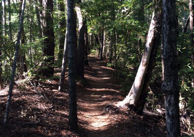 Filtered sunlight at the top of Ridge Trail. Hilltromper photo.