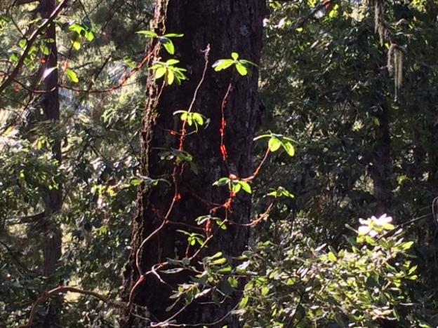 Madrones catch the autumn light on the Ridge Trail. Hilltromper photo.