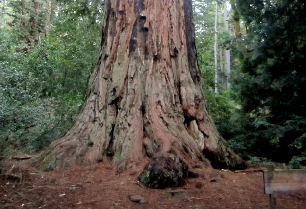 The Father of the Forest, a 2,000-year-old redwood tree, is just one of the stupendous sights on Big Basin Park's Redwood Trail. Hilltromper photo.