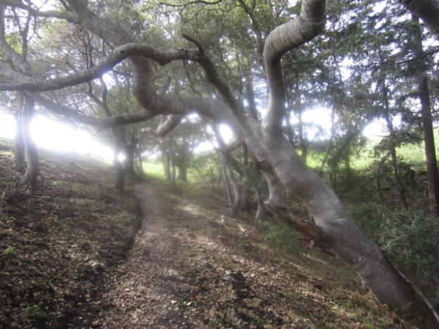 Feats of strength by the oaks on Vernal Ridge Trail, where sunlight is hard to come by. Hilltromper photo.