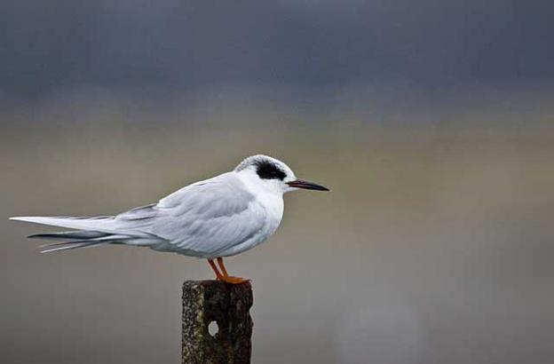 Note the sharp black bill on this Forster's tern, the smallest of the local terns. Photo by USFWS.