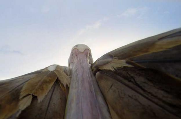 A Tasmanian man taught this orphaned pelican to fly. And that's not the most incredible video in this blogpost.