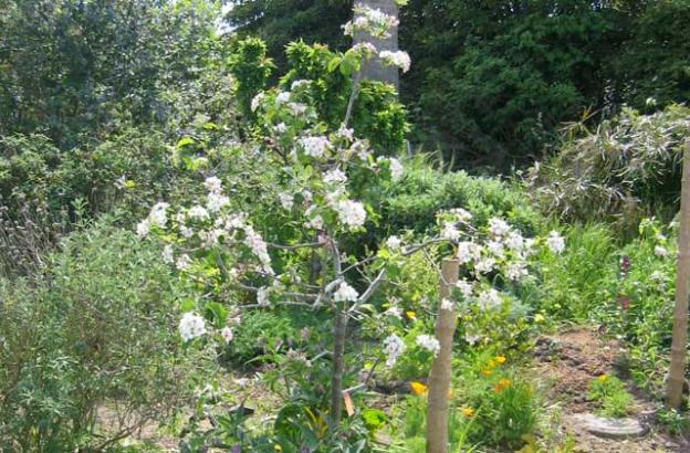 Graywater is a perfect no-cost, no-waste way to irrigate fruit trees.