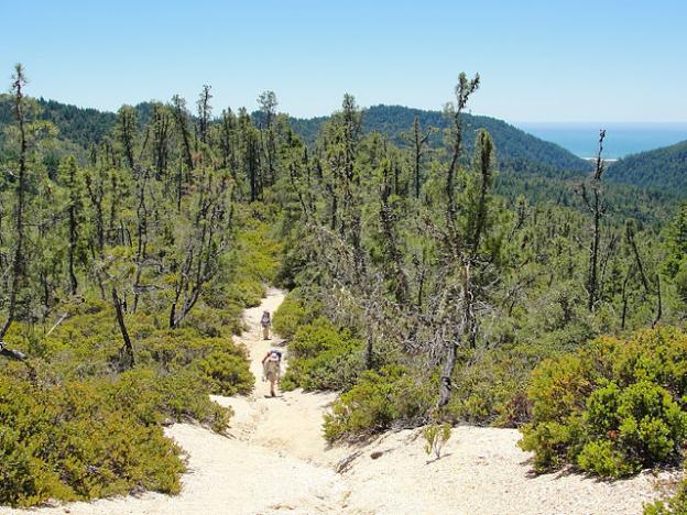 The view from Ocean View Summit is very similar to this one from McCrary Ridge: forested ridges leading to the sparkling Pacific. Photo by Miguel Vieira on Wikimedia Commons.