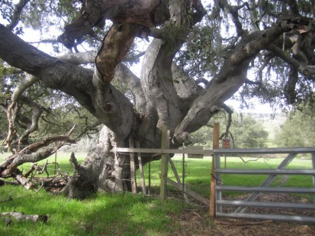 The oak tree we've nicknamed Hercules. He's at the northern edge of the preserve at the end of East Meadow Trail. Hilltromper photo.