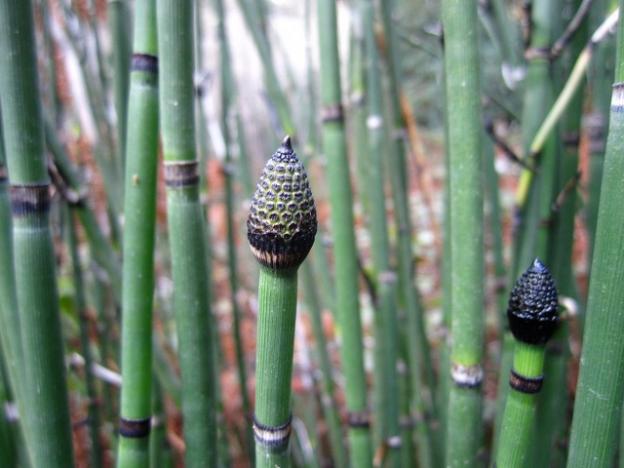 In winter and early spring, fertile horsetail shoots are capped with a cone-like strobilus, which will later release spores into the air. Hilltromper photo.