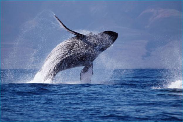 Humpbacks are the acrobats of the cetacean world. Photo by Doug Perrine.