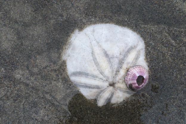 The perfect sand dollar.