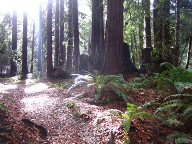 Sunlight pierces a glen on Aptos Rancho Trail. Hilltromper photo.