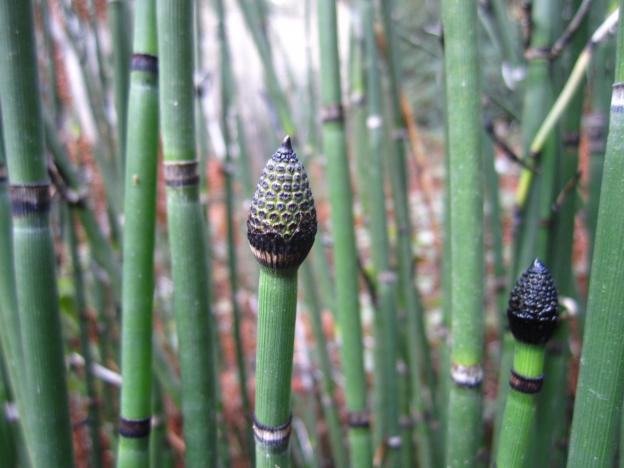Stands of horsetail, a living fossil, line Aptos Rancho Trail, their strobili showing black and bronze. Hilltromper photo.