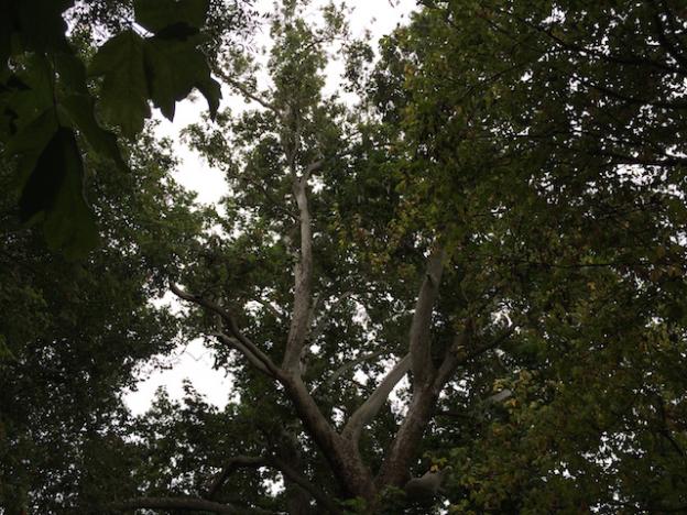This tree on the Zayante Trail shows the characteristic young white branches and older brown trunk seen in sycamores.  Hilltromper photo.