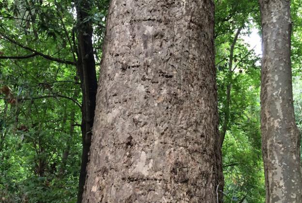 The rows of holes on this sycamore were created by sapsucker birds.  Hilltromper photo.
