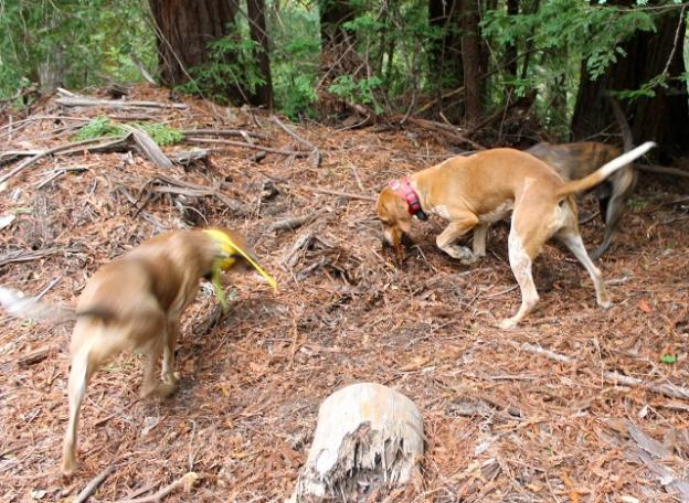 Hounds harbor 300 million olfactory receptors in their nostrils, enabling them to detect the faint scent of a mountain lion that left the area hours earlier. Brendan Bane photo.