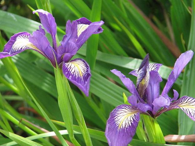 A pair of Douglas Iris with purple, white, and yellow coloration. Photo by Peganum from Wilikmedia Commons; CC by SA 2.0.