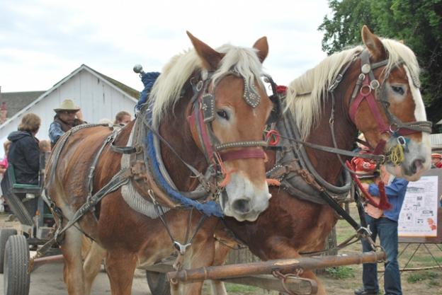 Tell me you're not curious about these two. Photo by Peg Danielson.