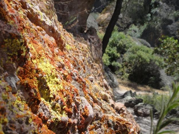 Beautiful lichens on the Juniper Canyon Trail in Pinnacles National Park. Photo credit: Garrett McAuliffe.
