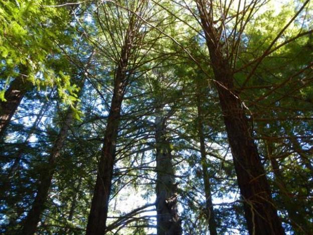 The redwood forest of  La Honda Creek Open Space Preserve.