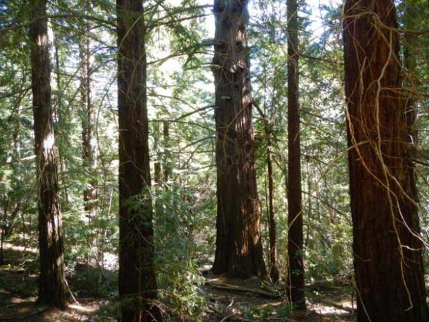 The Preserve's "Big Tree."