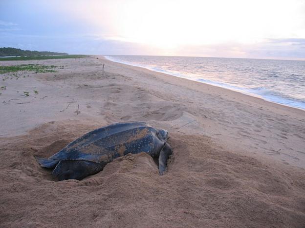 A nesting leatherback on a beach in Suriname. The Atlantic population of these reptiles is much healthier, and therefore more photographed, than the Pacific. Julias Travels photo.