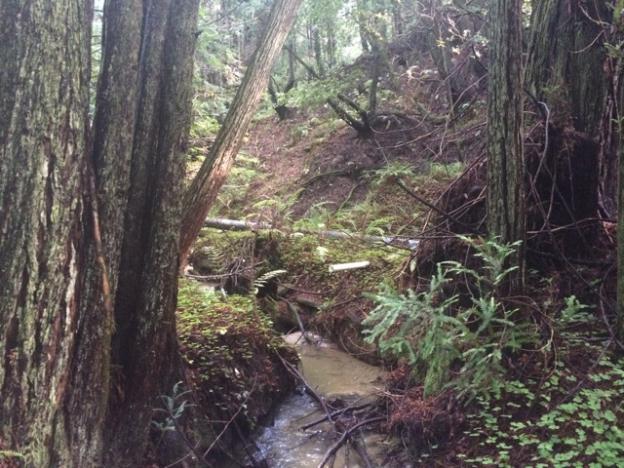 Liddell Creek East Branch, humbled by drought.