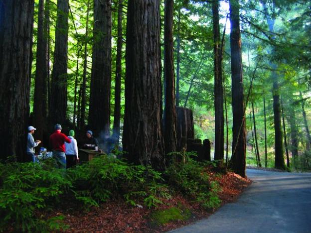 Little Basin, recently added to Big Basin Redwoods State Park with help from Sempervirens Fund, offers group camping in a majestic setting. Photo by Dan Quinn.