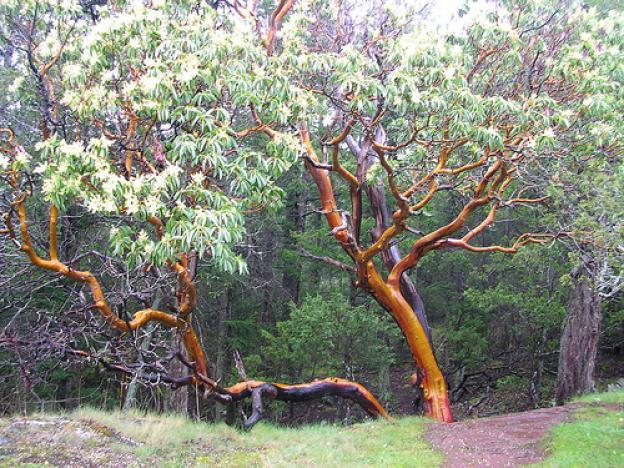 two twisted madrone trees in the rain