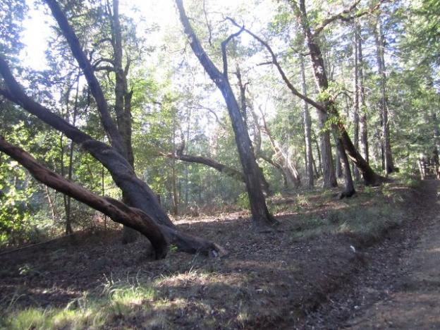 Madrones on Middle Ridge Fire Road in Big Basin. Photo by Hilltromper.