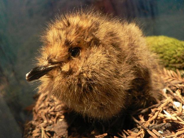 A marbled murrelet chick in a nest. Photo by Peter Halasz/Creative Commons.
