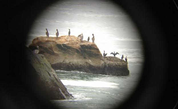 Brown pelicans and cormorants off West Cliff Drive in Santa Cruz. Photo by Maria Grusauskas.